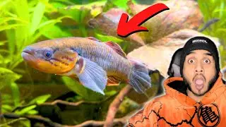 Adding a Snakehead Gudgeon into my Community Aquarium !