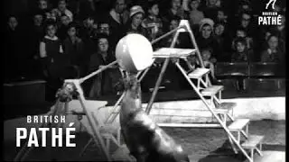 Circus In Town (1963)