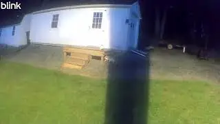 10 03 2025 Daily Neighborhood Cats  Trail Cam Highlights &ndash; P&J's Farm