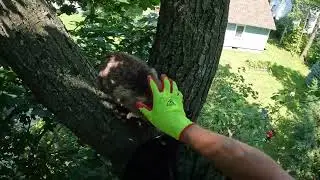 Rescuing Javier  -  Cat-Stuck-In-Tree-Rescue