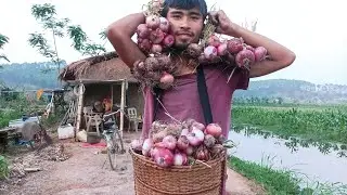 Tilhou Onion how much profit plantation to Harvesting Farmer Lairenmamit