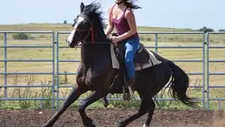 LARGO - Boerperd X Gelding