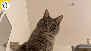 Hilarious Cats Never Does What You Expect 🤣 NEW Funny Cat Videos