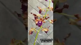 Anggrek keriting murah #dendrobium #dendrobiumkeriting #orchid