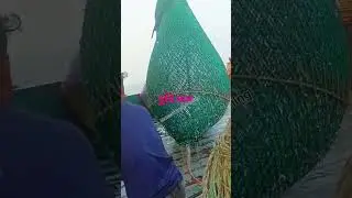 fishing video #mobarak223 #fishing #fish #food #shorts #viral