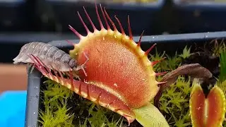 Venus Flytraps Grabbing Woodlice