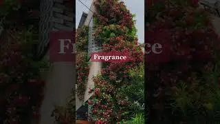 Uses of Rangoon Creeper Plant