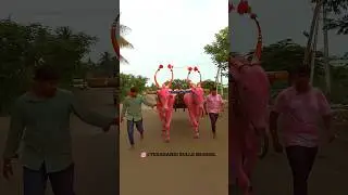 💥ಮುಧೋಳ  ಜಾತಿವಂತ ಖಿಲಾರಿ ಜೋಡಿ ಎತ್ತುಗಳು 💥🚩 #song #love #cow #kannada #khillar #bullock