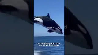 Orca | The Killer Whale #shorts
