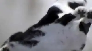 Hover cat!