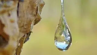Resin(organic)|Things you didn't know about natural resin|MirzAli