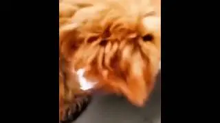 Funny pet video 🤣 #funnyvideo #petlaughsdaily #funnypetvideo