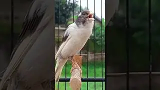 O som do canto do can&aacute;rio #belgacantando #birds #canariobelgacantando #canary #canariobelgapro