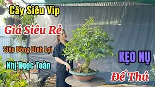 Hàng Vip,Chơi Tết,Siêu Bông Bình Lợi,Nhị Ngọc Toàn-17/1/26-Vườn Mai Thùy Trang.