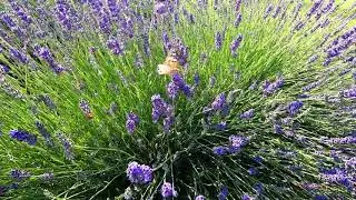 La Lavanda del Brenta - Fiesso d'Artico (VE)