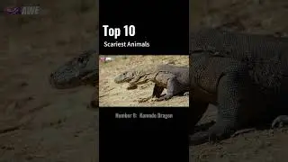 Top 10 Scariest Animals: Nature's Most Terrifying Creatures!Number 8:  Komodo Dragon #naturelovers