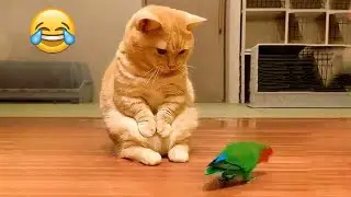 Try Not to Laugh 2024😁 New Funny Dog and Cat Video 😹🐶 Part 26