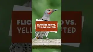 Flickers Red Vs. Yellow Shafted #shorts