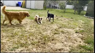 WORK DOG MEETS HOME DOGS and this is how it went.....