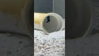 Why my Mantis Shrimp doesn&rsquo;t eat his friend Dom!!