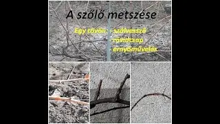 A szőlő metszése - egy tőkén szálmetszés, rövidcsap, ernyőművelés