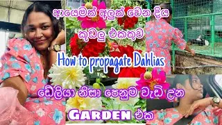 ඩේලියා නිසා පෙනුම වැඩි උන garden එක🌸|Maxicrop නිසා මගේ මල් වලට උන දේ🫣 මාස දෙකකට පස්සේ කෑම උයපු විදිය