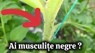 Adio Musculițe Negre din Grădină - Soluția Verde Naturala