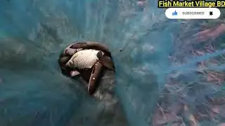 গ্রামে গিয়ে বরশি দিয়ে মাছ ধরলাম। Net/wheel Fishing in Bangladesh