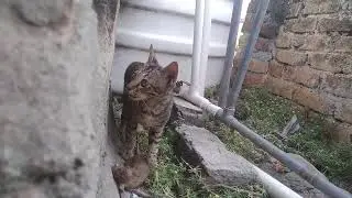 Cat and kiti ana mouse#smartkitty #catlover