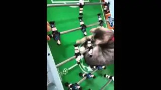 Mon chat qui sappelle Calin il joue au baby foot
