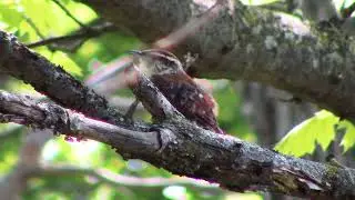 Wren Song 02