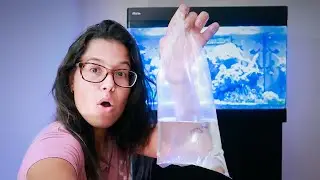 Keep Your REEF TANK Sand Bed CLEAN!
