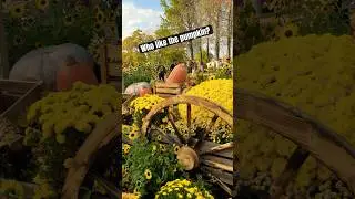 Pumpkin valley trip #shorts #viralvideo #emuze
