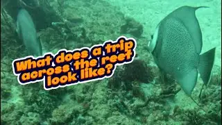 What is the anatomy of our reef system in Florida?