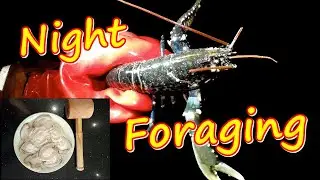 Night Foraging - Abalone Lobster Fish