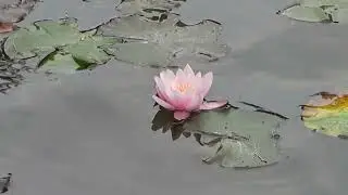 Flower bobbing in Royal Oak Burial Park