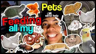 FEEDING ALL MY ANIMALS! (all 20+) | Mammals & Reptiles