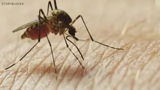 West Nile Virus detected in batch of New Hampshire mosquitoes, officials say