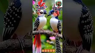 Beautiful birds❤#nature #viralshort #ytshort