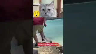 #funnycatreaction 😂#funnyviral #nobbythecatreacts