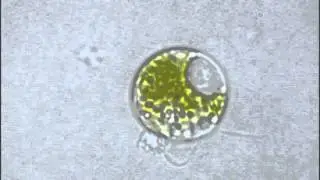 Anf&Uuml;bNeb FAU Erlangen: Chlamydomonas reinhardtii