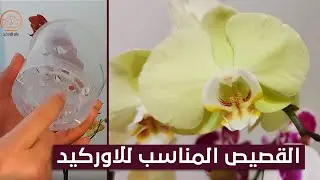 ما هو القصيص المناسب للأوركيد ، ما هو القوار المناسب للاوركيد