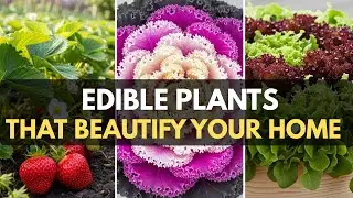 Edible Plants That Double As Ornamental Garden Plants