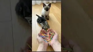 Cat Barsik 🎁 Balls Reverse video #cat #shorts