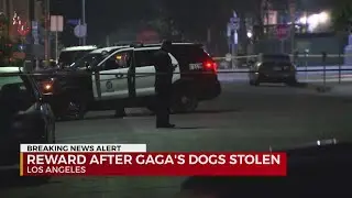 Lady Gaga's dog walker shot, dogs stolen