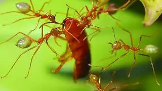 Oecophylla smaragdina in Diapause
