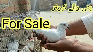 Beautiful four out class pigeons | Crazy Birds | Shok krro kabotran da |