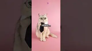 Meet These Adorable Professional Cats in Uniform! #cat #pets  #catvideos #kids