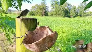 Canária 💛 Saffron Finch
