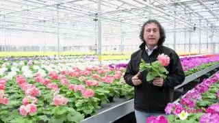 Gianfranco de Leo presents our Primula Touch Me 2016. (Italian version)